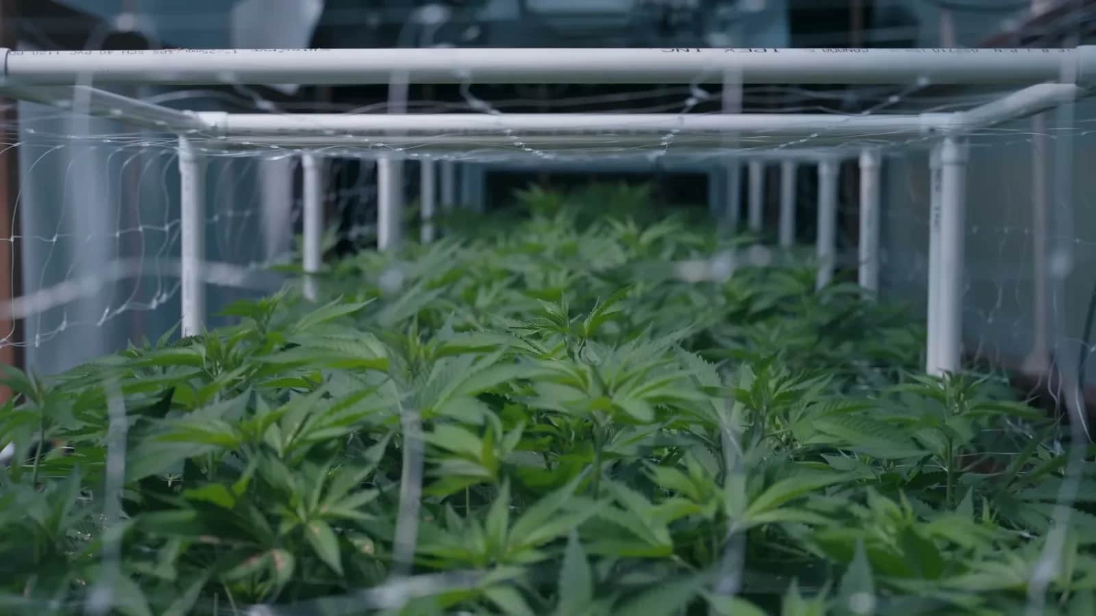 Greenhouse rows of standing Hive plants ready for harvest at LBR Labs.