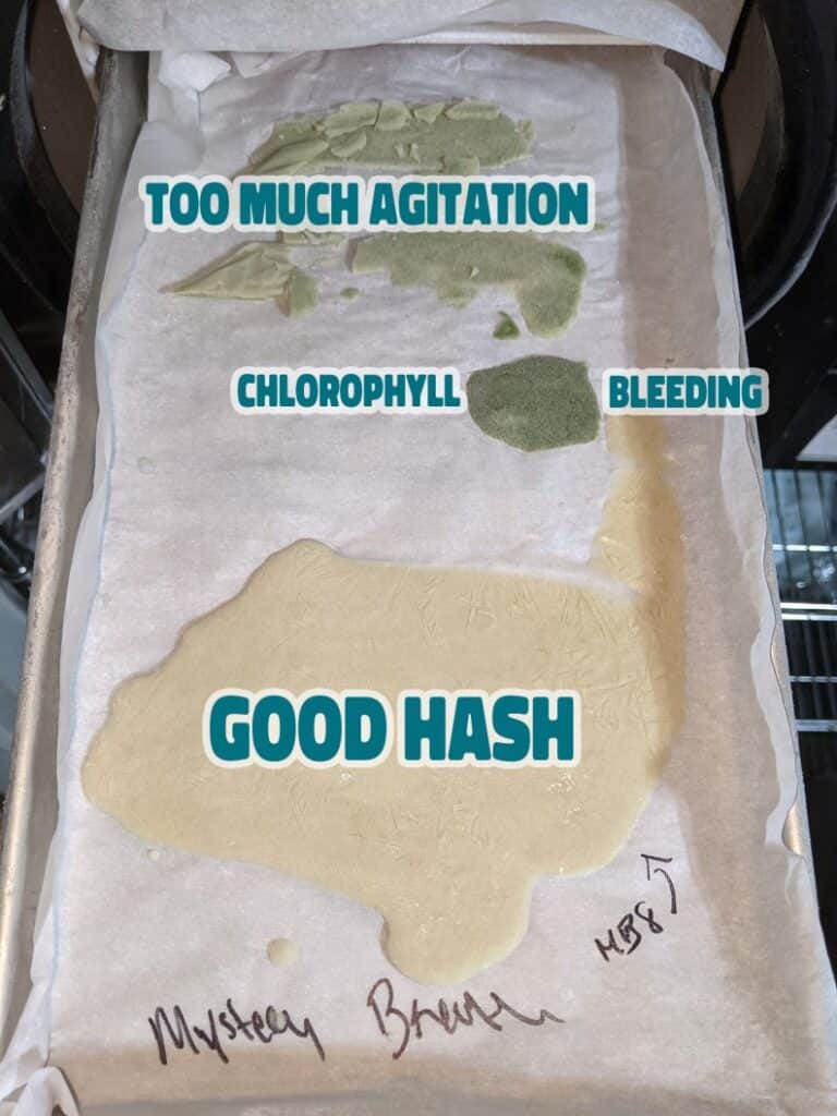 green hash on freeze dryer tray