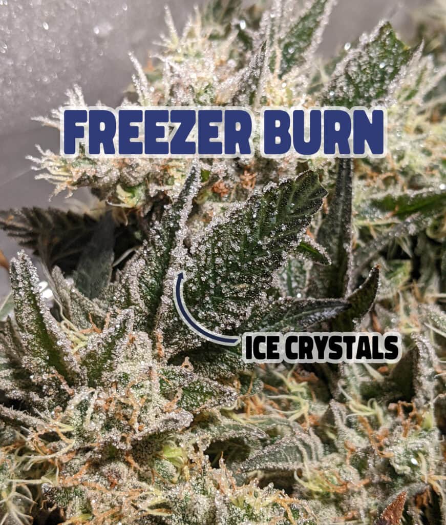 freezer burned cannabis which can result in green hash