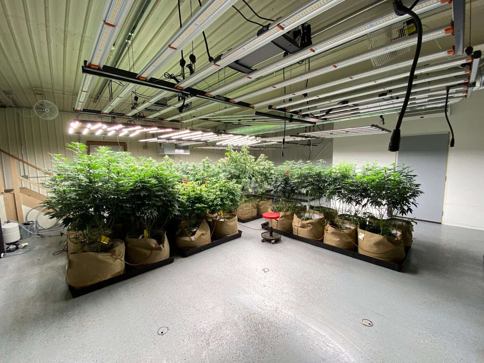 Unlocking the Secrets of Fermented Plant Extracts with Terp Wizard
