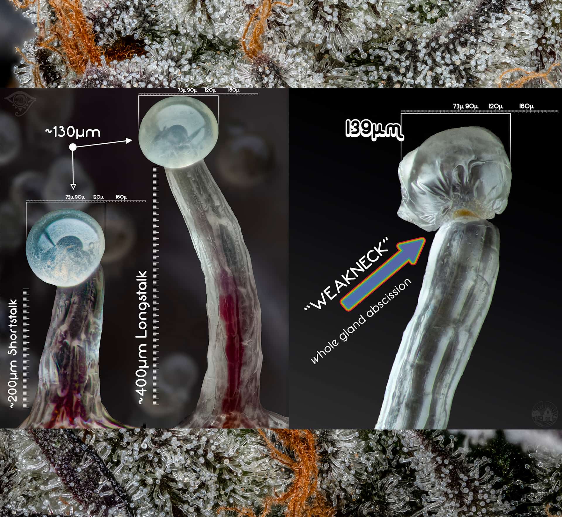 SHWALE's High-Yield Hash Strains: Farmhouse Studio Genetics