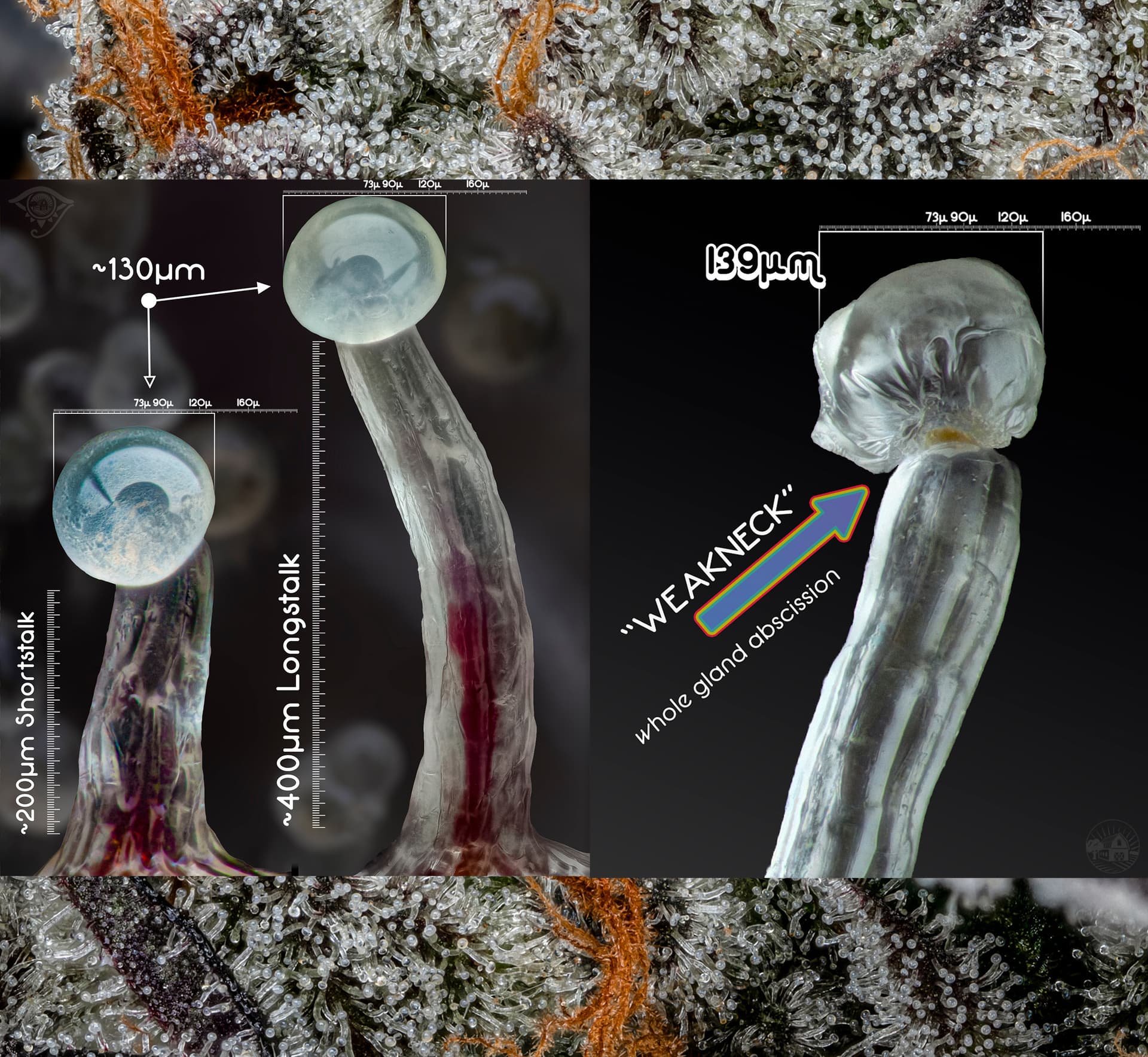 SHWALE's High-Yield Hash Strains: Farmhouse Studio Genetics