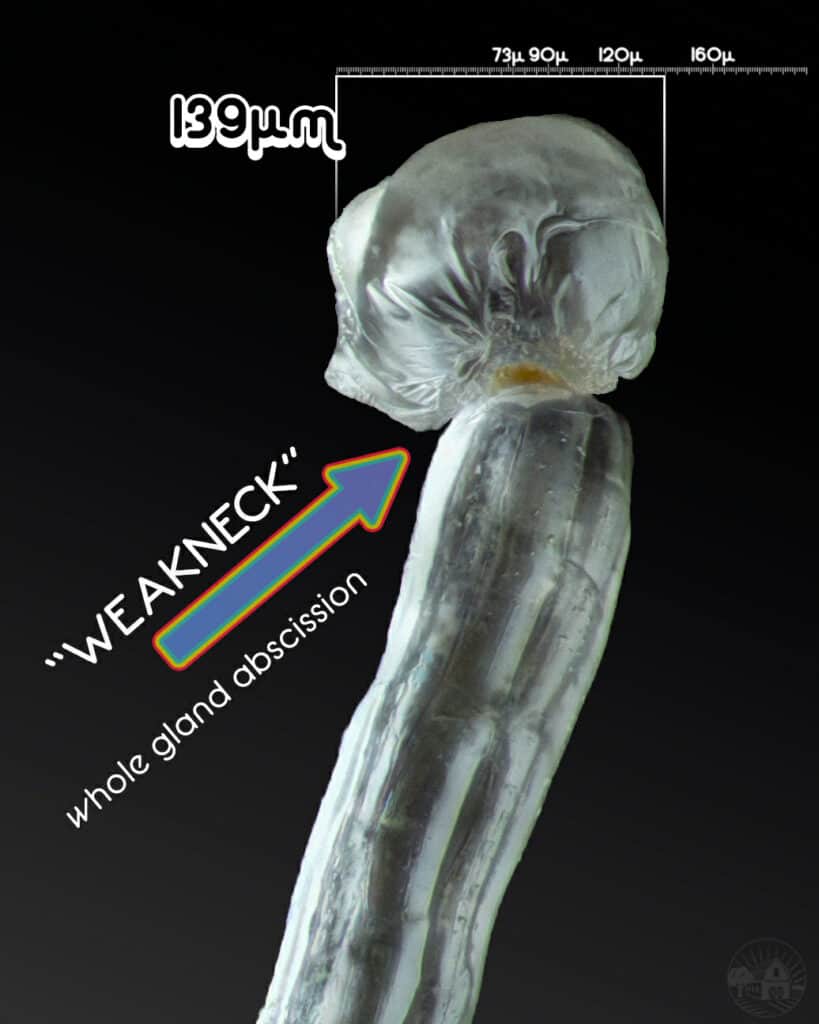 trichome weak neck trait