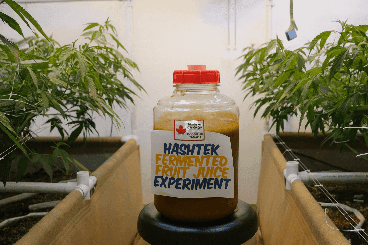 Impact of Fruit Ferments on Cannabis Resin: Quantitative and Qualitative Findings