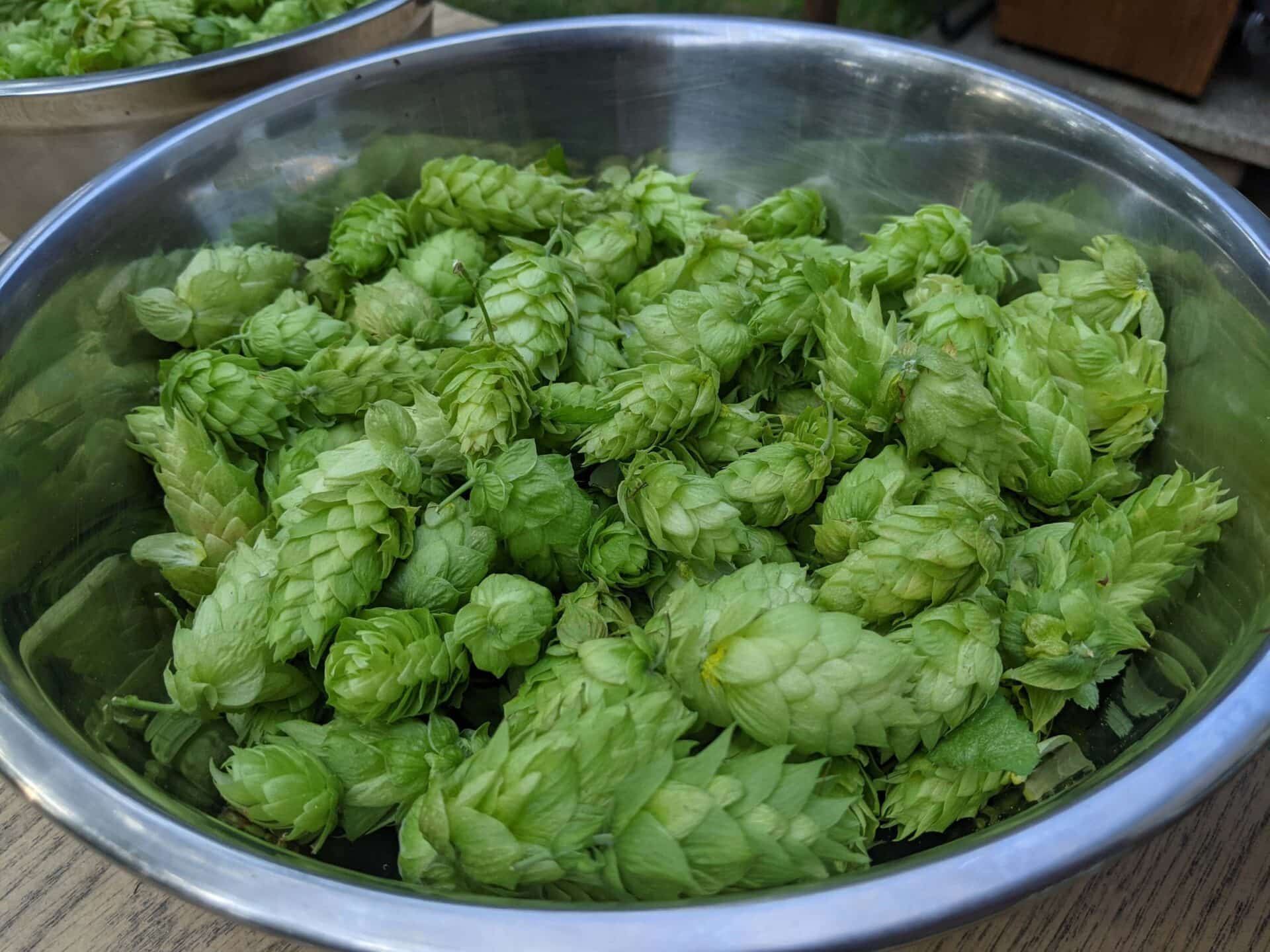 Washing Hops in a Hashtek 65A: Hop Resin Extraction Test